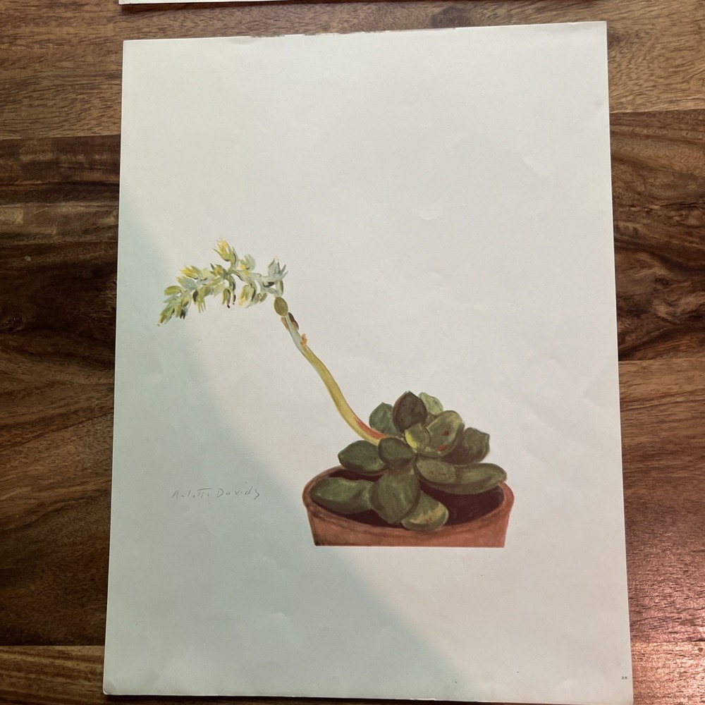 Vintage 1940s Arlette Davids Spring Flowers Sedum Youngmanii Botanical Print #25